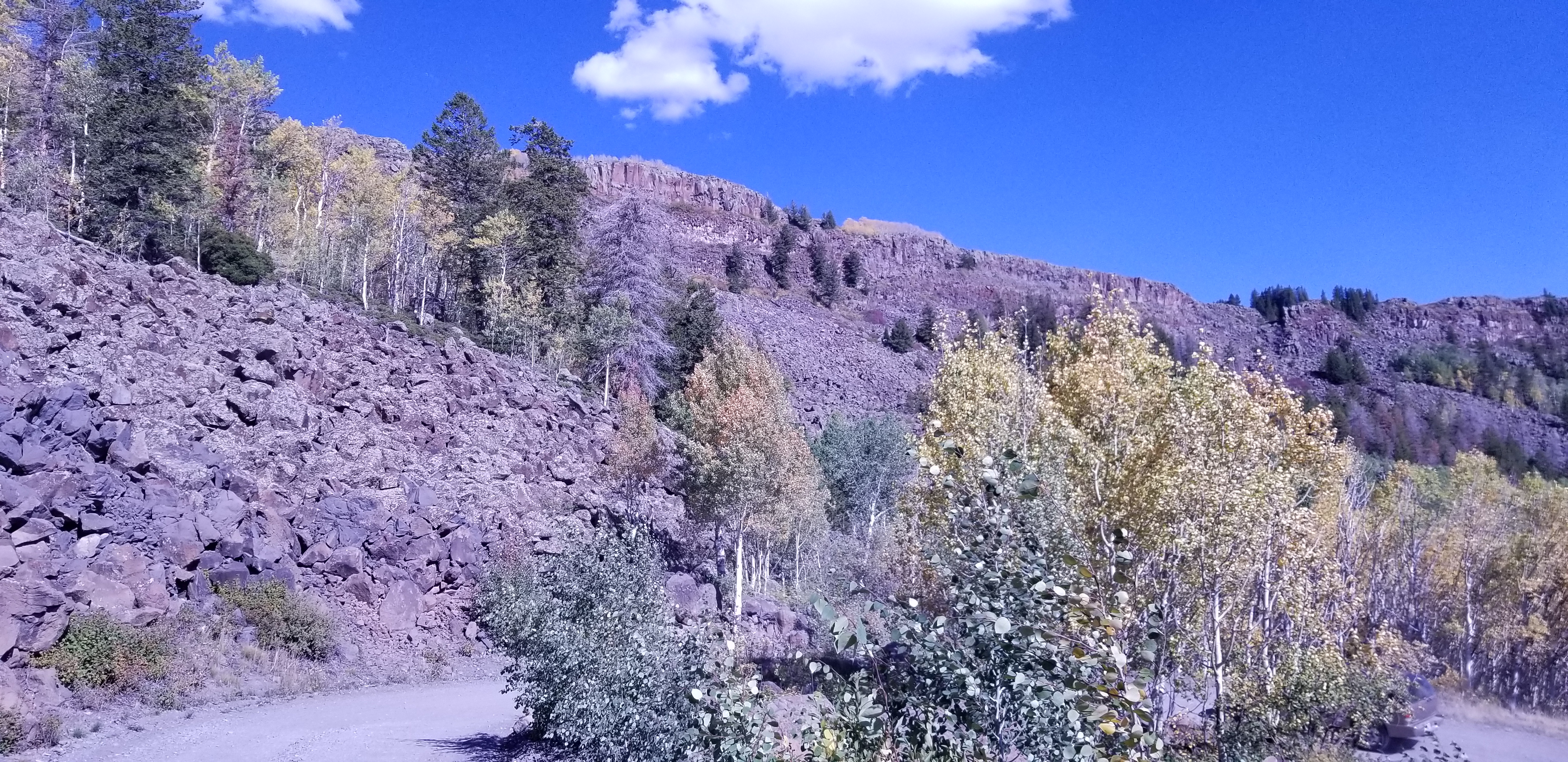 A pic of the Aspen Trees with the cliff of Lands End in background